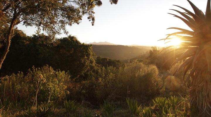 Forest Hills Cottages
