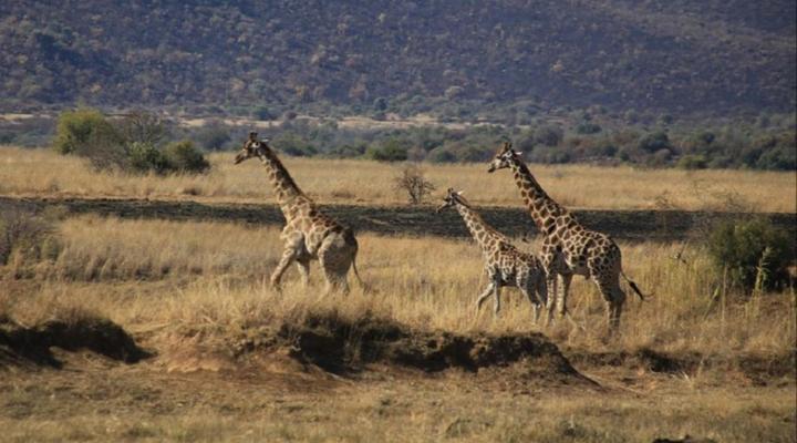 Marula Cottage Guest Lodge