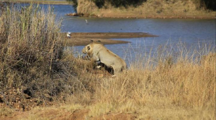 Marula Cottage Guest Lodge