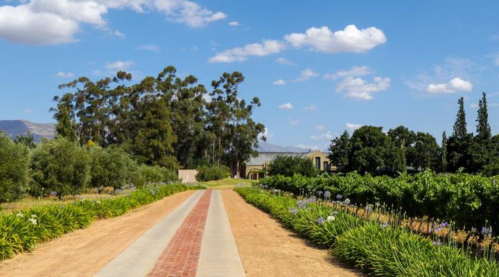 Saronsberg Vineyard Cottages