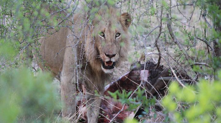 Makumu Private Game Lodge