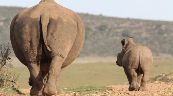 Indalu Game Reserve