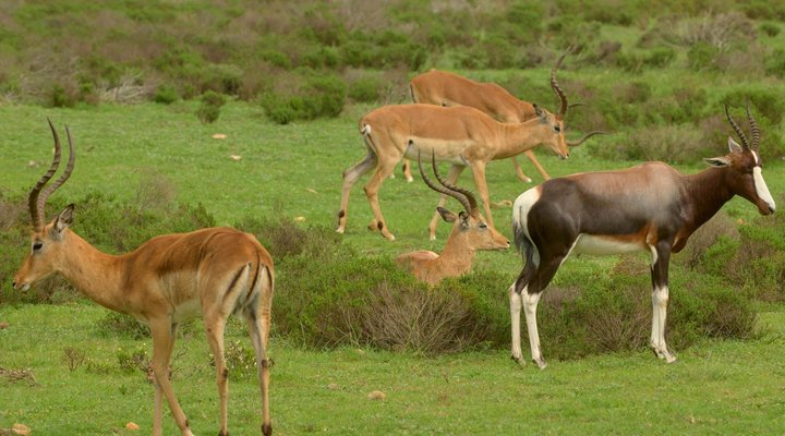 Indalu Game Reserve