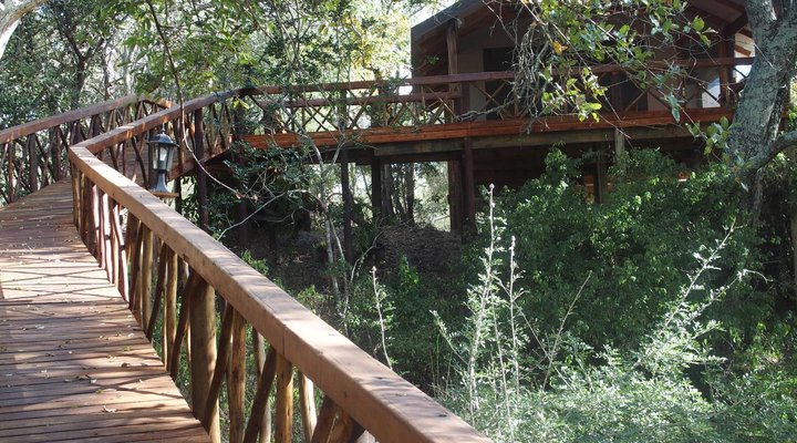 Lion Tree Top Lodge
