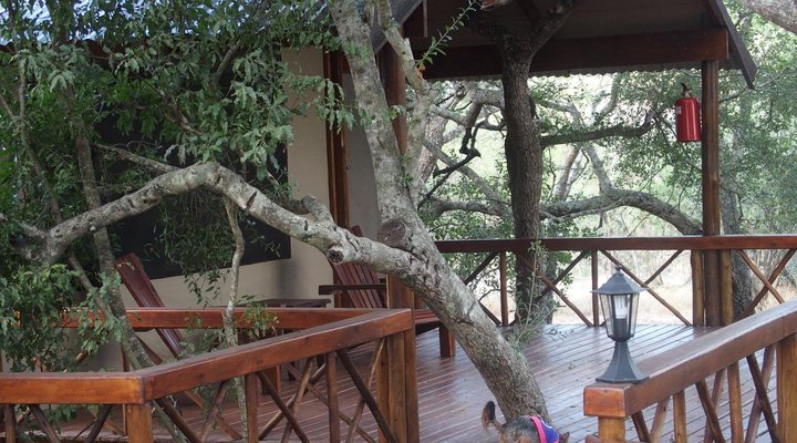 Lion Tree Top Lodge