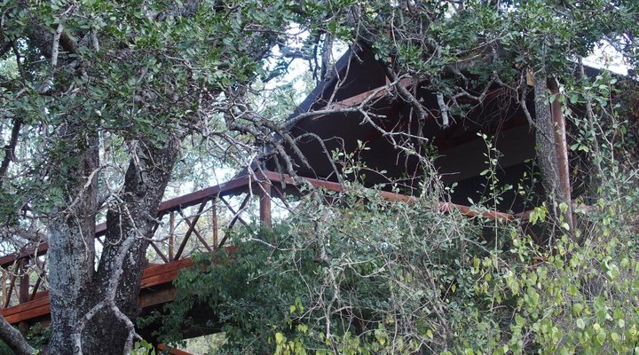 Lion Tree Top Lodge