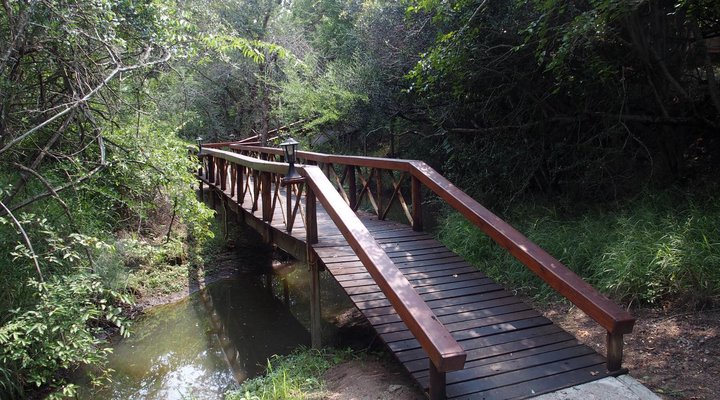 Lion Tree Top Lodge