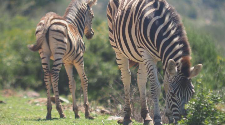 Pure Nature Familodge