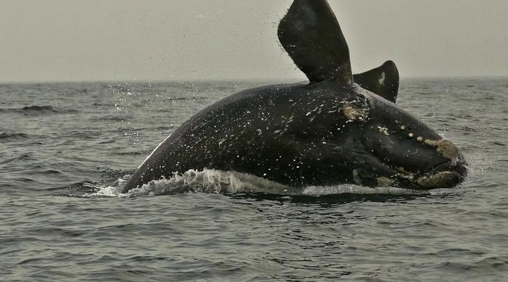 Whale Sea Cottage