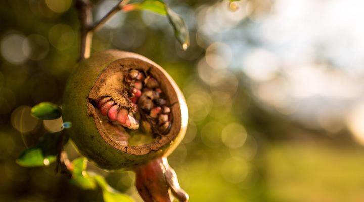 Springwater Cottages