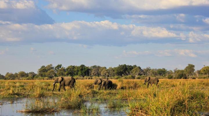 Jackalberry Tented Camp
