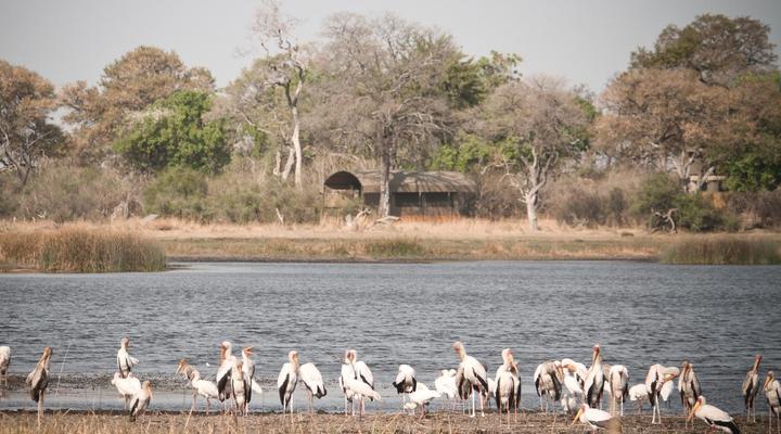 Jackalberry Tented Camp