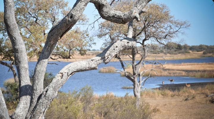 Jackalberry Tented Camp