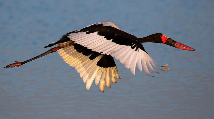 Jackalberry Tented Camp
