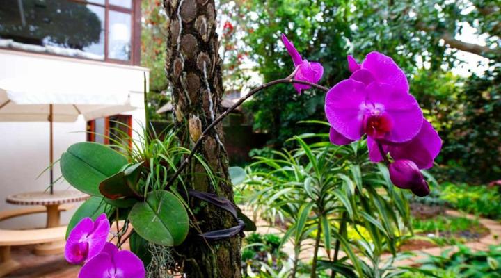 Olive Room Bed and Breakfast