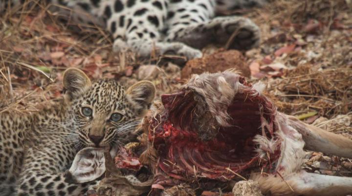 Ku Sungula Safari Lodge