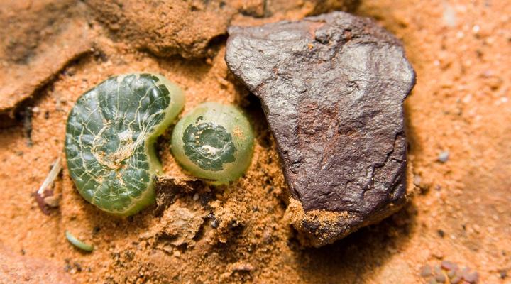 Gecko Rock Private Nature Reserve