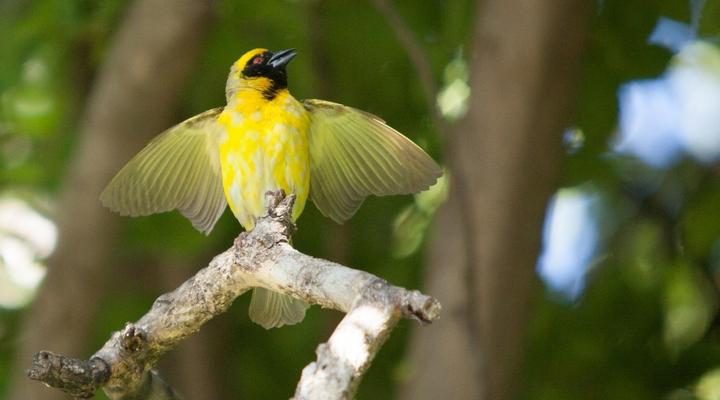 Little Forest Guesthouse, Parkhurst