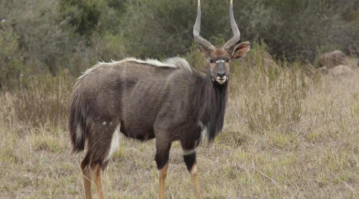 Horseshoe Game Reserve