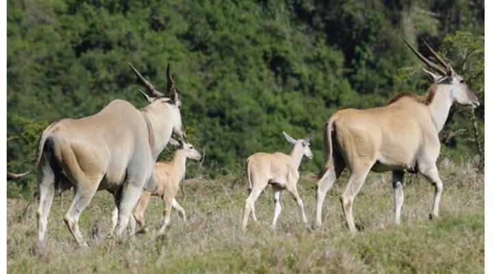 Horseshoe Game Reserve