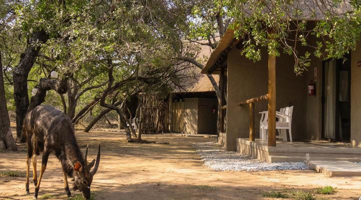 Bushbaby River Lodge