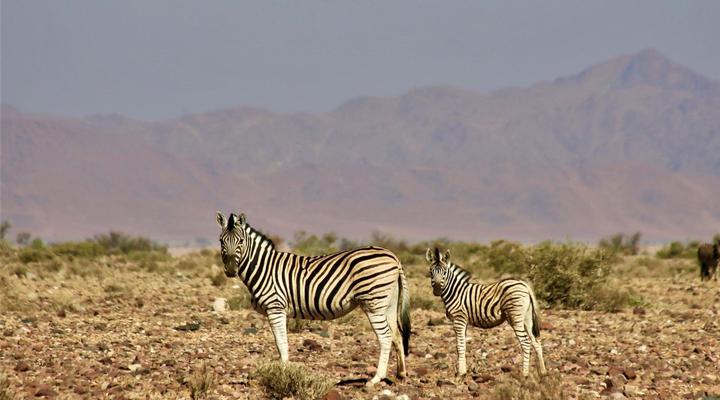 The Elegant Desert Lodge