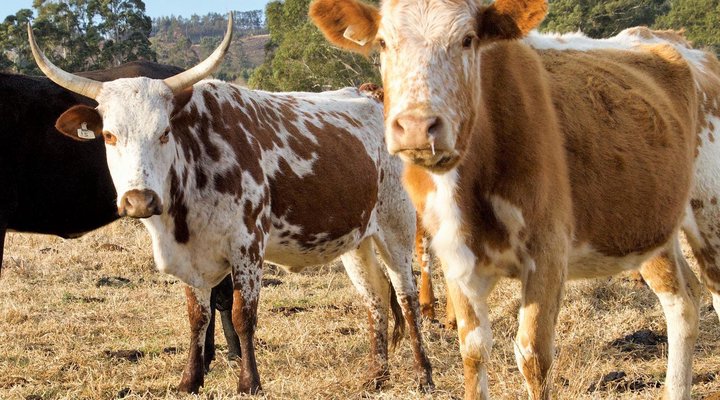 A Farm Life