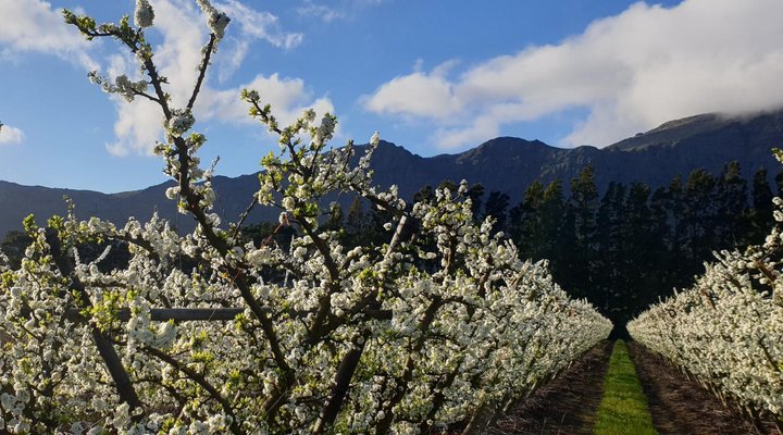 Franschhoek Farm Cottages
