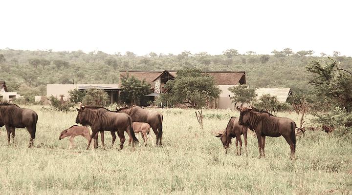 Kruger Sunset Lodge - Living with Lions