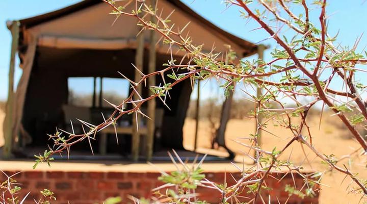 Kalahari Auob Camp