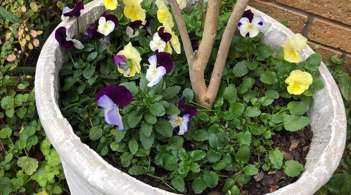 Lavender Lane Guest House 