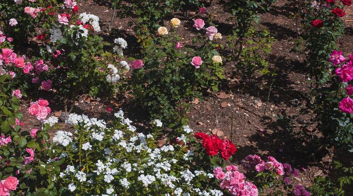 Green Olive Guesthouse