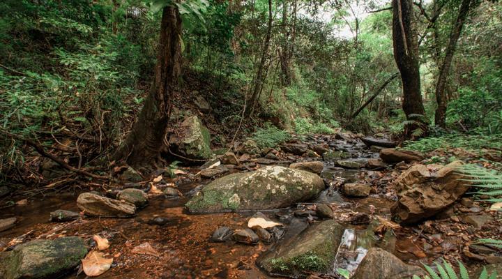 Serenity Mountain and Forest Lodge 
