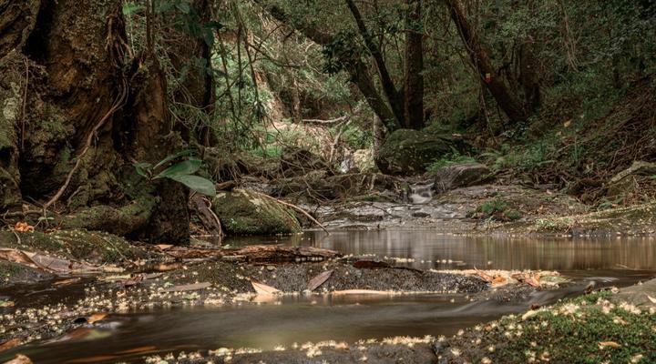 Serenity Mountain and Forest Lodge 