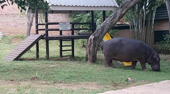 Hippo Lodge