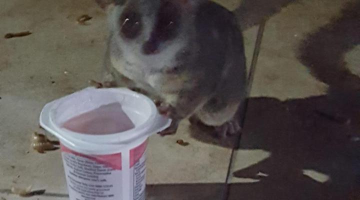 Hout Huisie and Klein Huisie Self-Catering