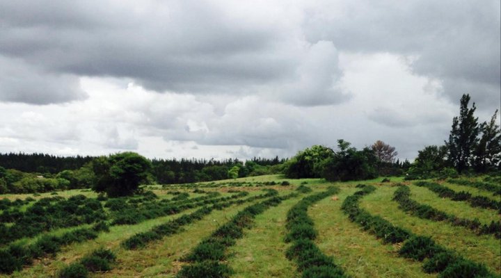 Farmstays at Rosemary Hill