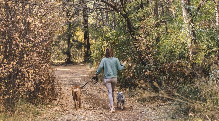 Farmstays at Rosemary Hill