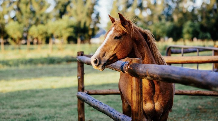 Farmstays at Rosemary Hill