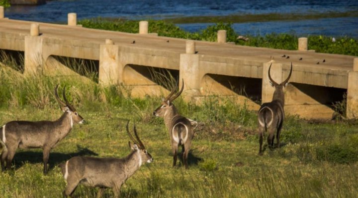 Jacana River Lodge