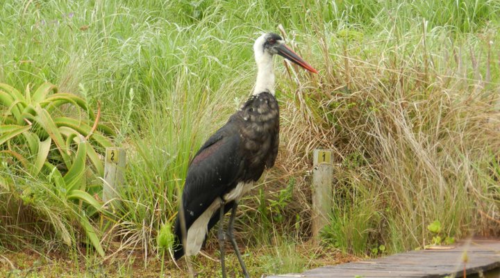 The Bird Hide