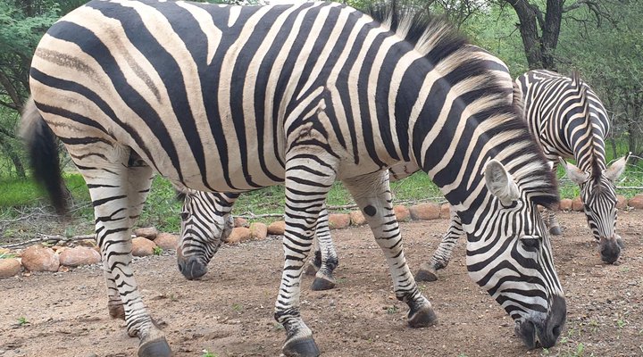 Kudus Crest Bush Retreat