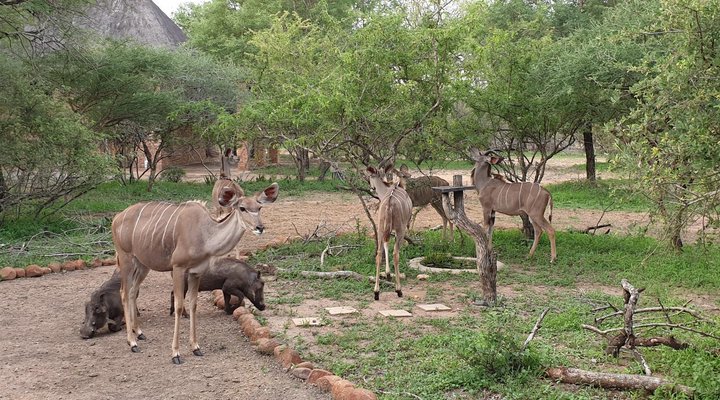 Kudus Crest Bush Retreat