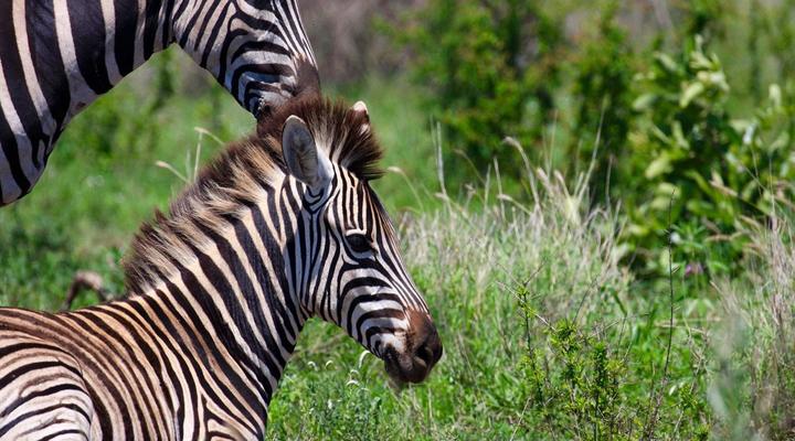Murchinson View Cottage