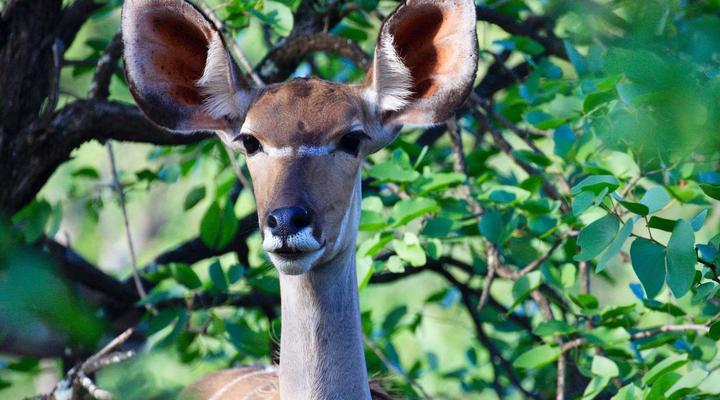 Murchinson View Cottage