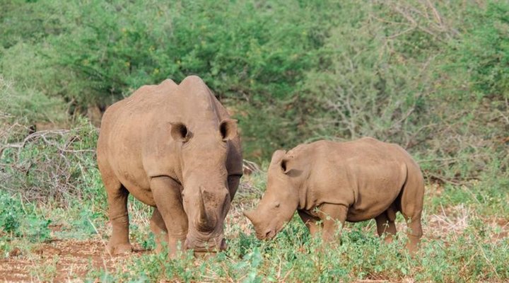 Sungulwane Private Game Lodge