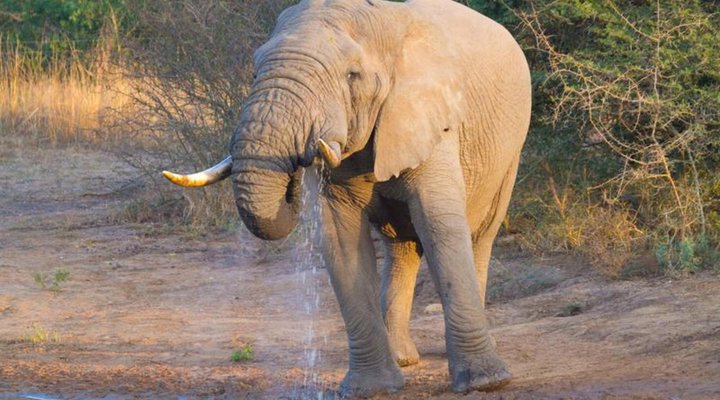 Sungulwane Private Game Lodge