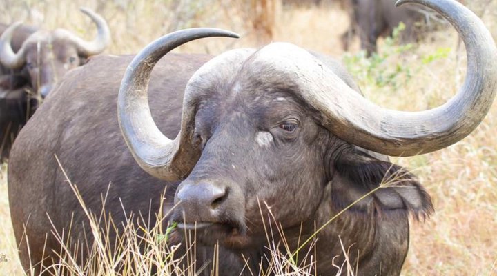 Sungulwane Private Game Lodge