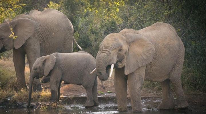 Kubu Metsi Safari Lodge