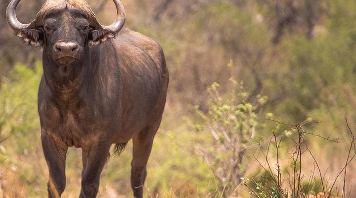 Kubu Metsi Safari Lodge